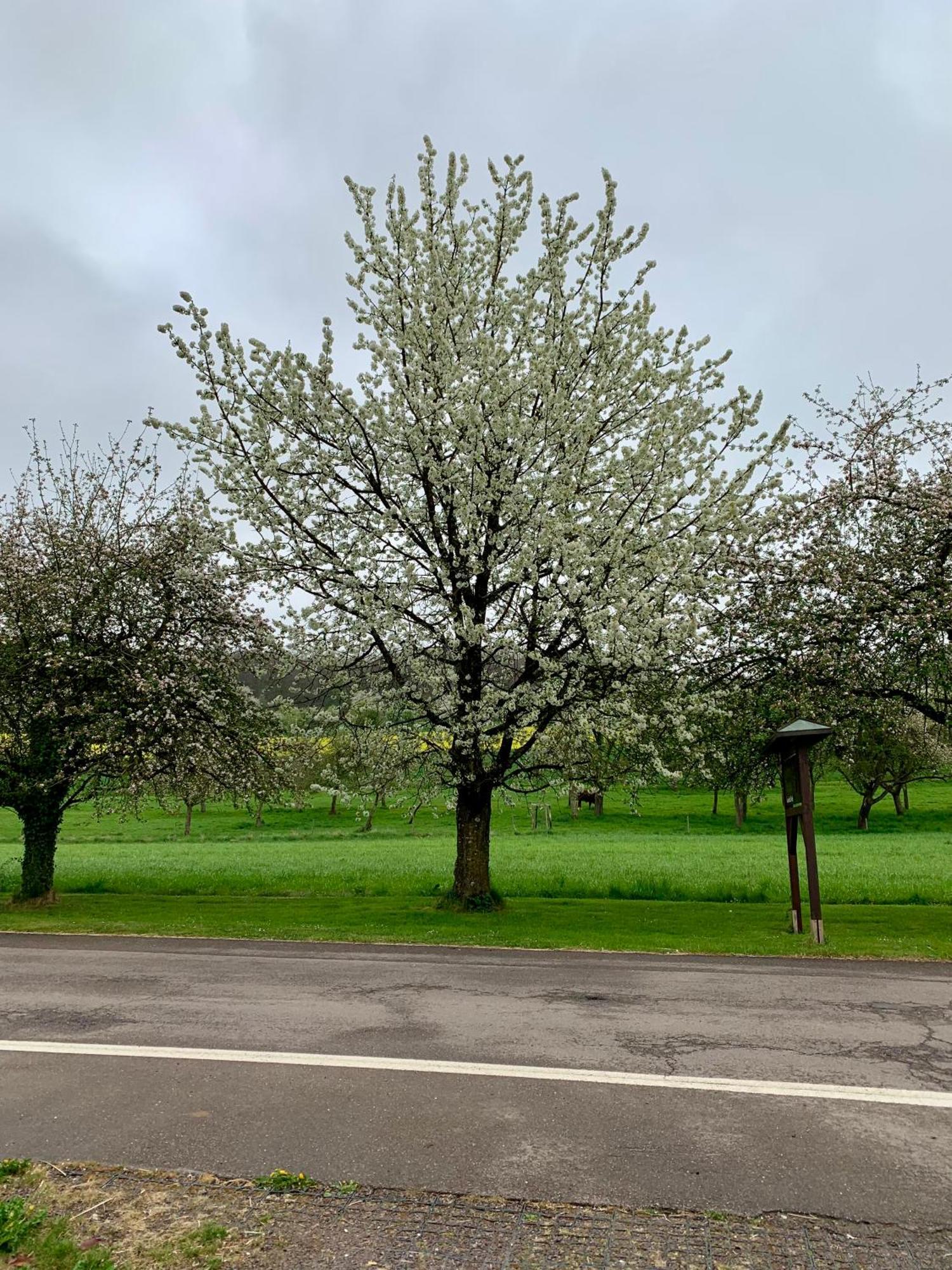 Scheier Lägenhet Perl Exteriör bild